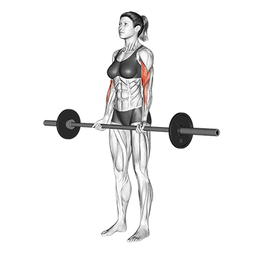 Barbell Bicep Curl demonstration