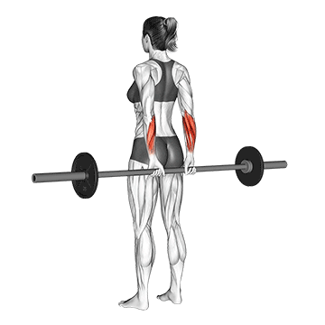 Barbell Standing Back Wrist Curl demonstration