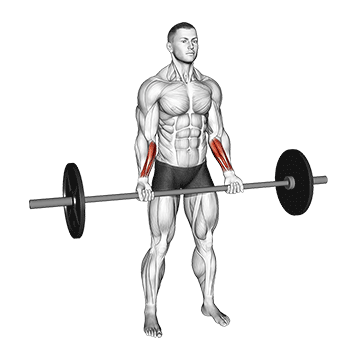 Barbell Wrist Curl demonstration