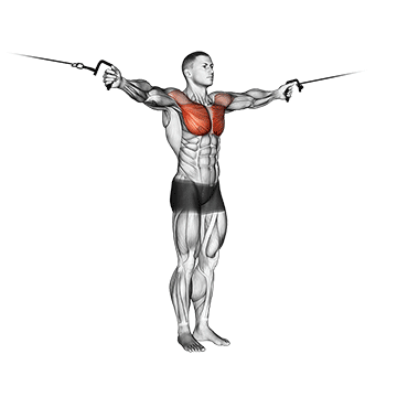 Cable Fly High to Low demonstration