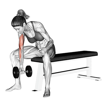 Concentration Curl demonstration