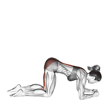 Donkey Kick demonstration