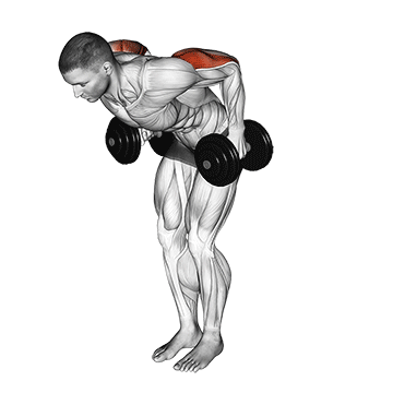 Dumbbell Kickback demonstration