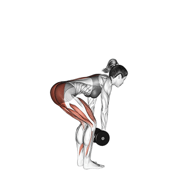 Dumbbell RDL demonstration