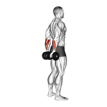 Dumbbell Standing Back Wrist Curl demonstration