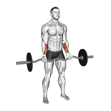 EZ Bar Wrist Curl demonstration