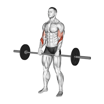 Reverse Barbell Curl demonstration