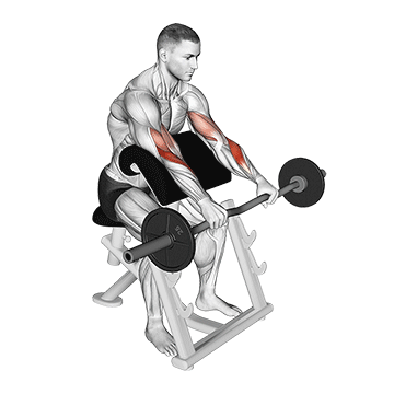 Reverse EZ Bar Preacher Curl demonstration