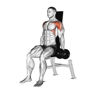 Seated Dumbbell Front Raise demonstration