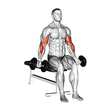 Seated Dumbbell Zottman Curl demonstration
