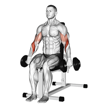 Seated Reverse Dumbbell Curl demonstration