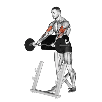 Spider Curl demonstration