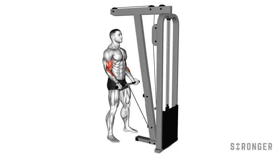 Bar Cable Curl demonstration