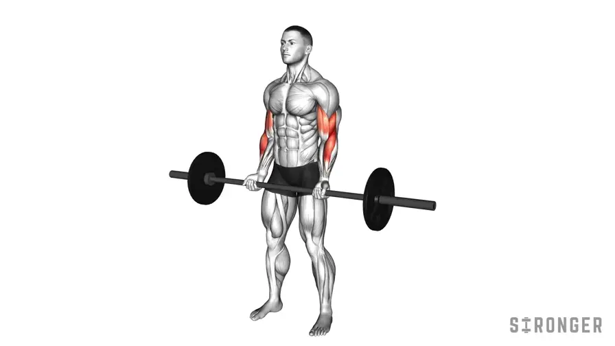 Barbell Bicep Curl demonstration