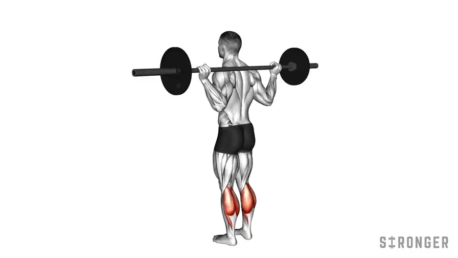 Barbell Calf Raise demonstration