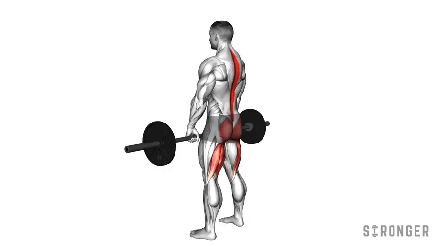 Barbell RDL demonstration