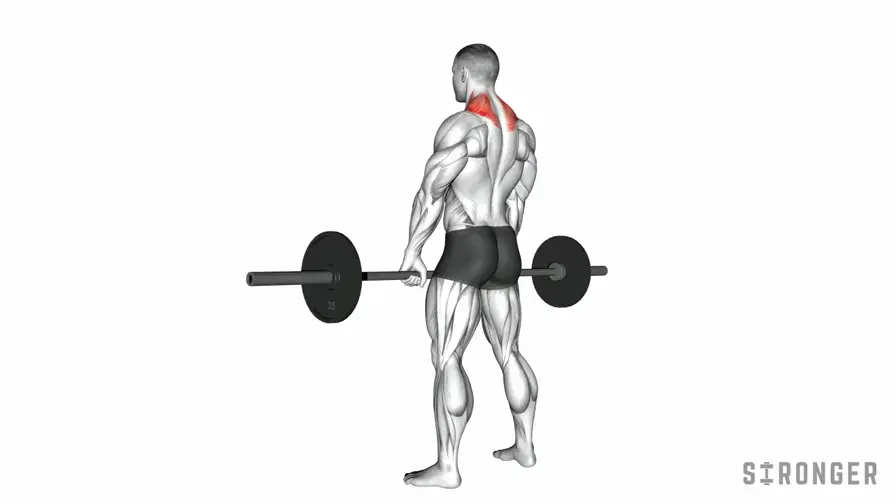 Barbell Shrug demonstration