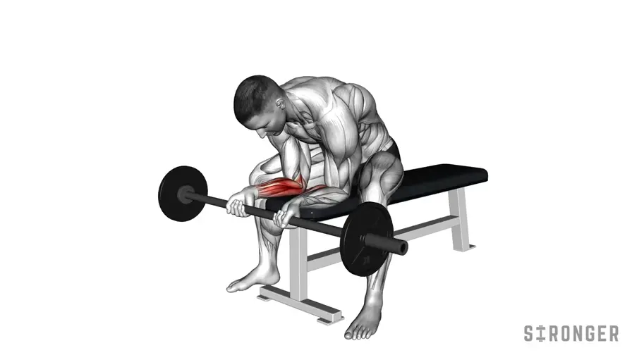 Barbell Wrist Curl demonstration