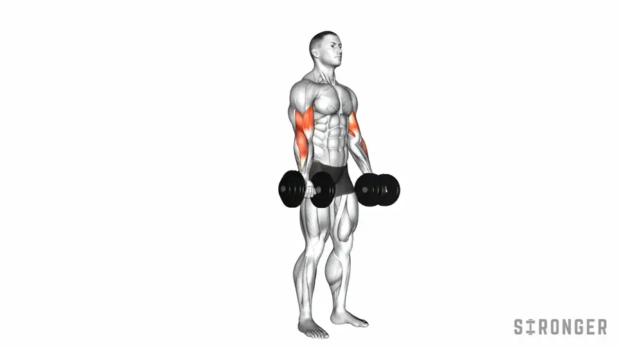 Dumbbell Bicep Curl demonstration