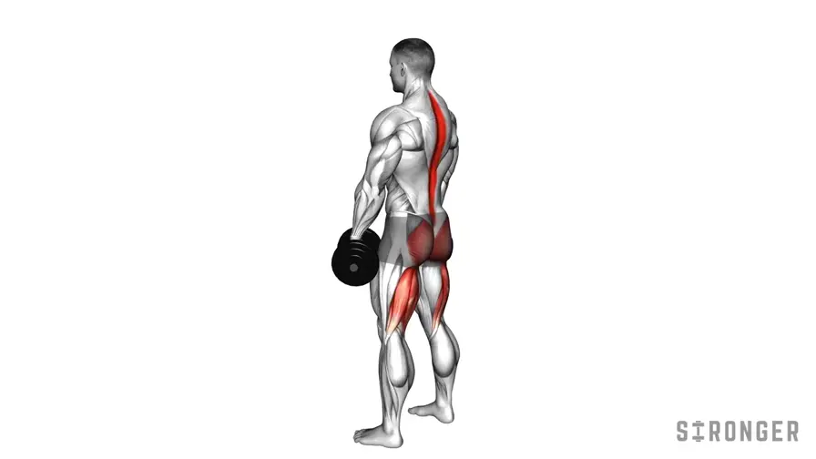 Dumbbell RDL demonstration