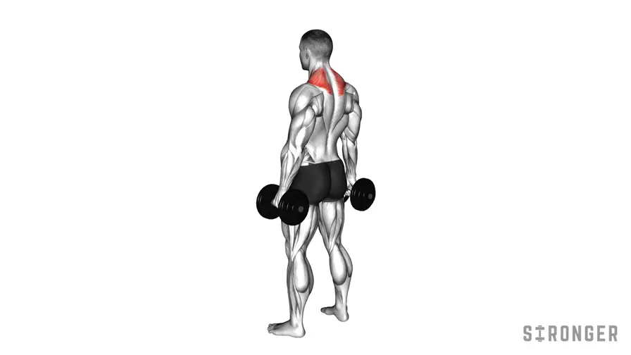 Dumbbell Shrug demonstration