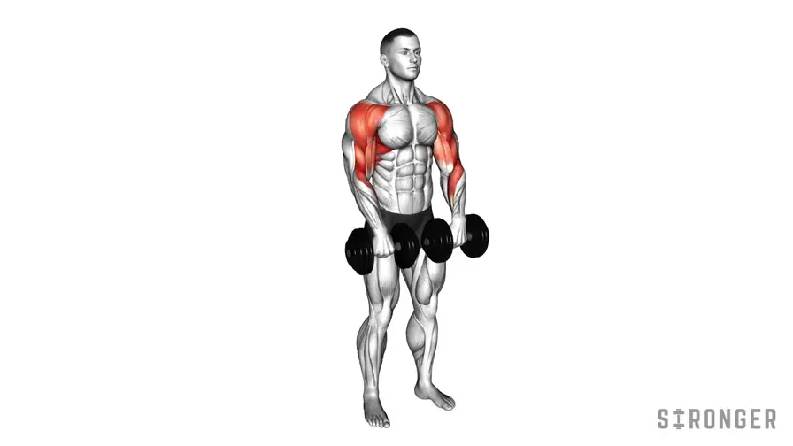 Dumbbell Upright Row demonstration