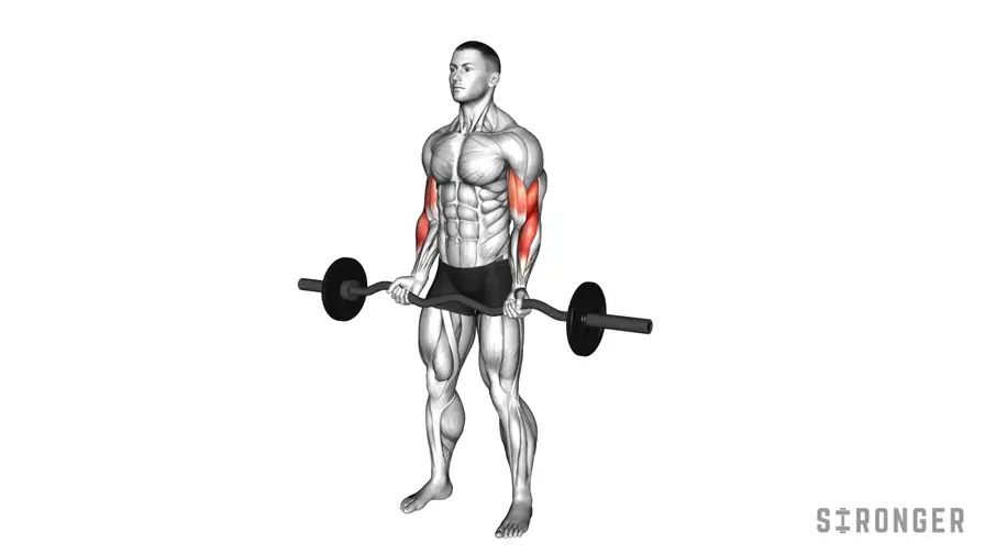 EZ Bar Curl demonstration