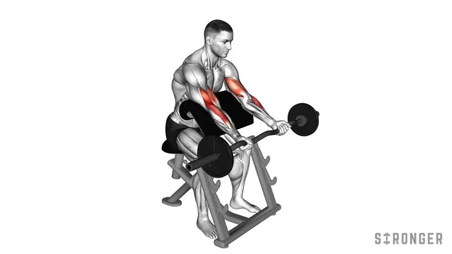EZ Bar Preacher Curl demonstration