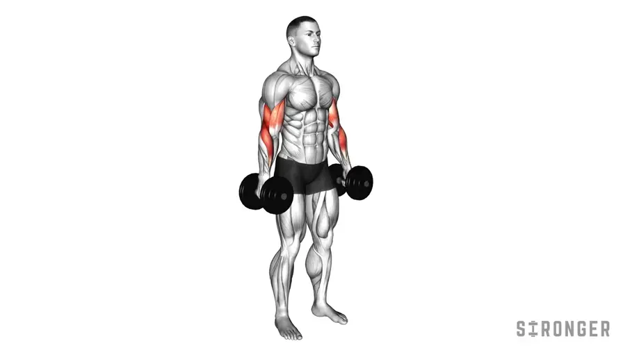 Hammer Curl demonstration