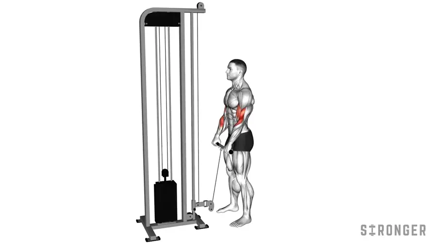 Reverse Cable Curl demonstration