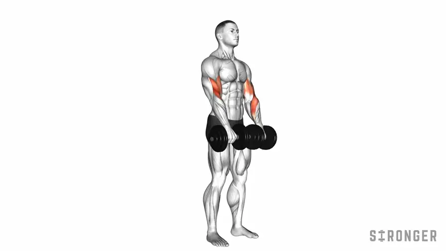 Reverse Dumbbell Curl demonstration