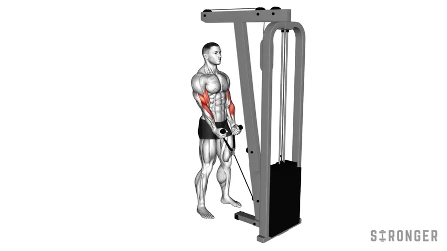 Rope Hammer Curl demonstration