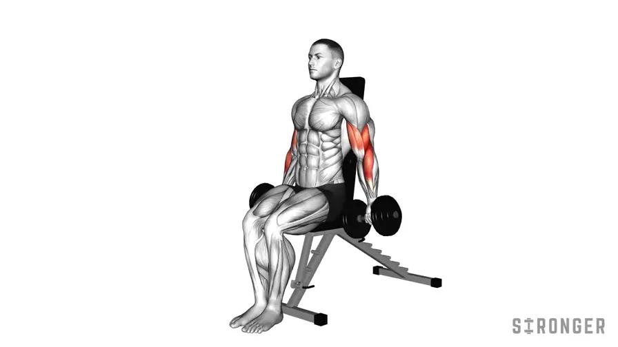 Seated Dumbbell Bicep Curl demonstration