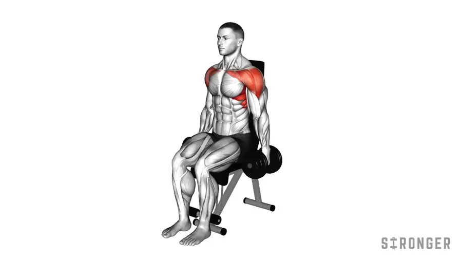 Seated Dumbbell Front Raise demonstration
