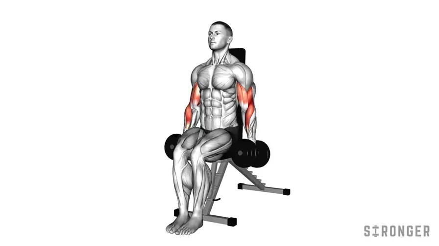 Seated Dumbbell Hammer Curl demonstration