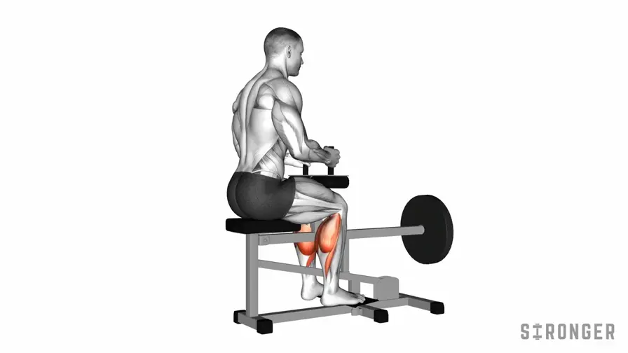 Seated Machine Calf Raise demonstration